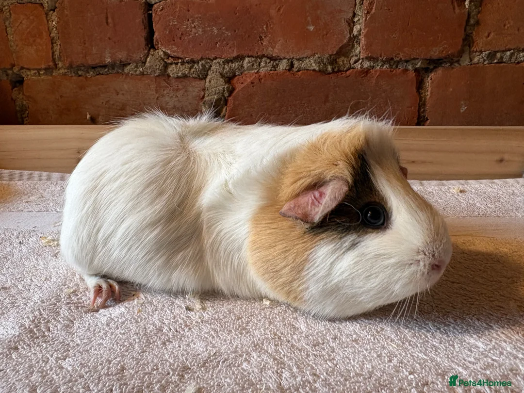 Guinea Pig rodents for sale: Guinea pig sows available  - Advert 2