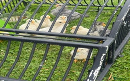 Softbills birds for sale: Chicks For Sale  - Image 2