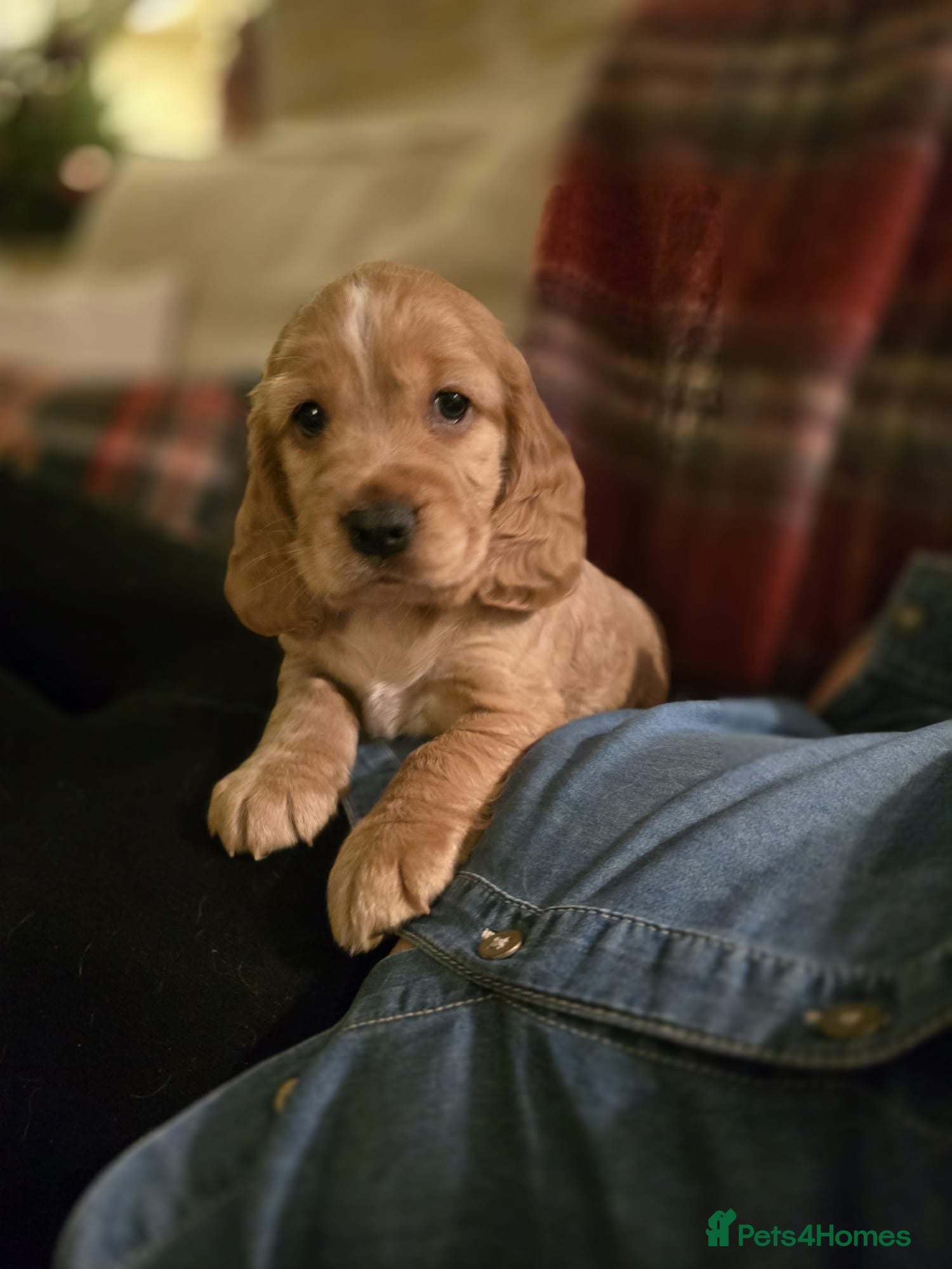 Cocker Spaniel dogs Last little boy show/working spaniel  - Advert 9