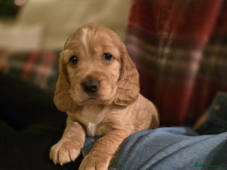Cocker Spaniel dogs Last little boy show/working spaniel - Advert 9