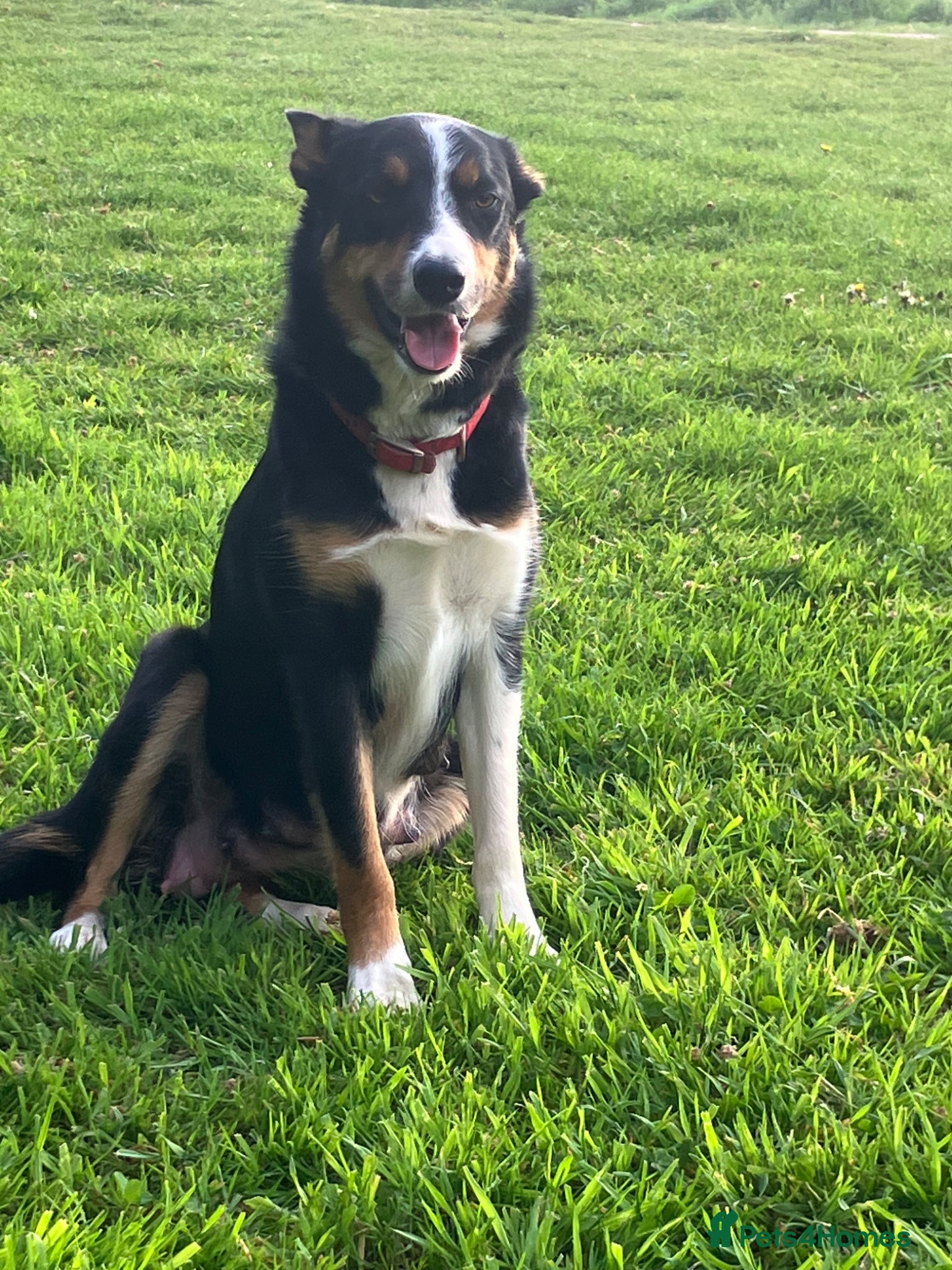 Border Collie dogs  10 Beautiful tri colour border collie puppies - Advert 15