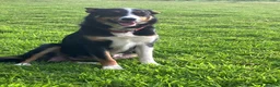 Border Collie dogs for sale:  10 Beautiful tri colour border collie puppies in Exeter - Advert 1