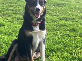 Border Collie dogs 10 Beautiful tri colour border collie puppies - Advert 1