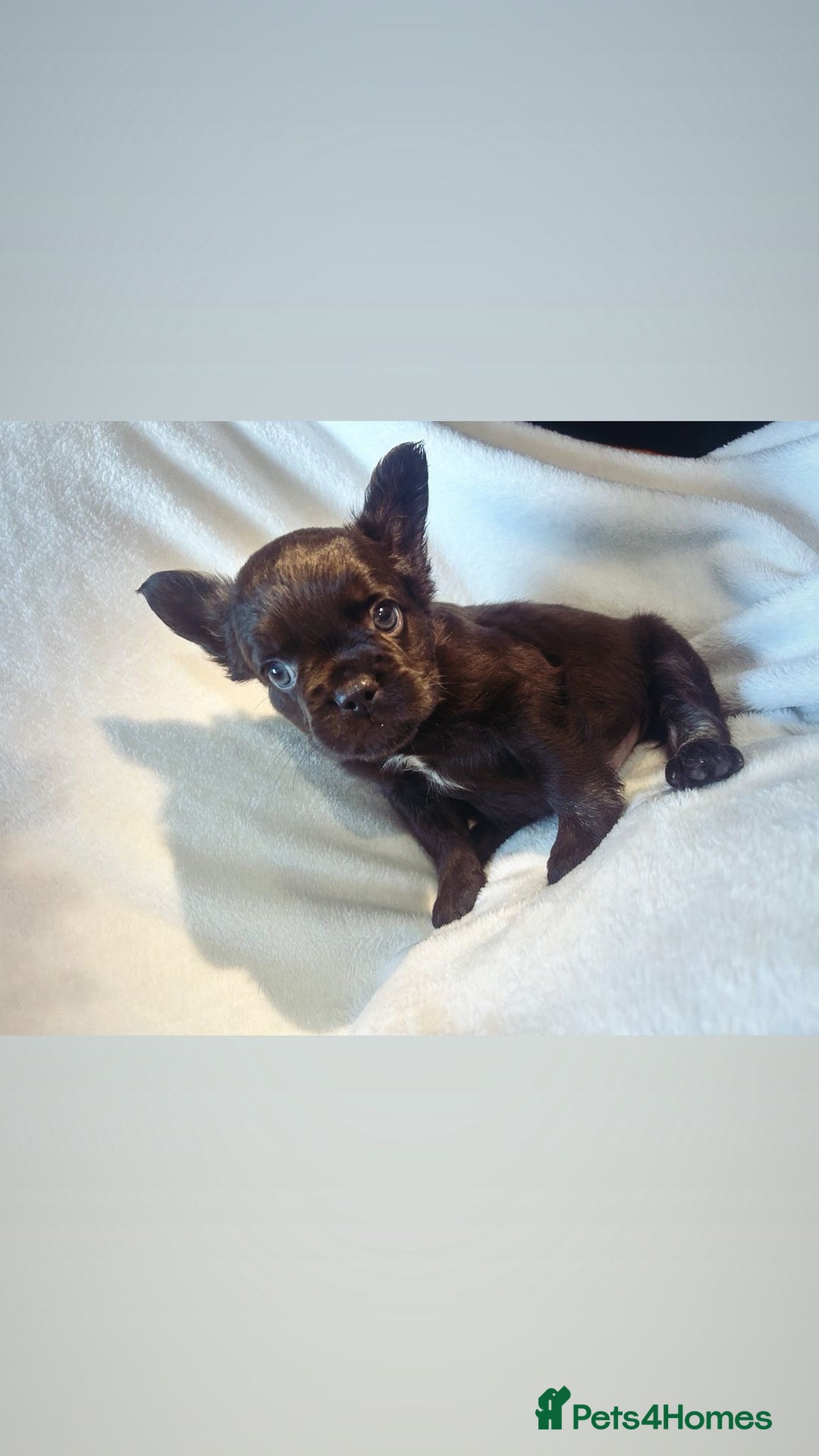 French Bulldog dogs for sale: French bulldogs , one fluffy (like his mum)  - Image 23