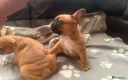 French Bulldog dogs for sale: Beautiful French Bulldog puppies for sale  - Image 6