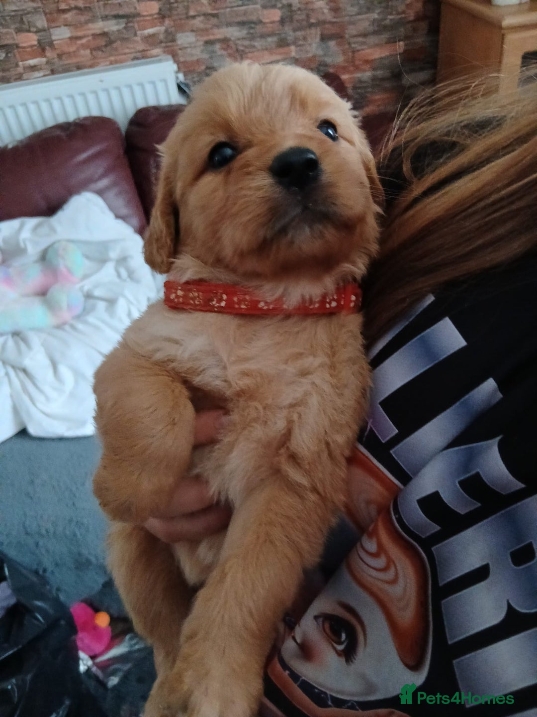 Golden Retriever dogs for sale: 🐾 Golden Retriever Puppies – Ready Soon! 🐾 - Image 22