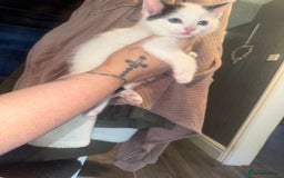 Mixed Breed cats for sale: Kittens for sale - Image 3