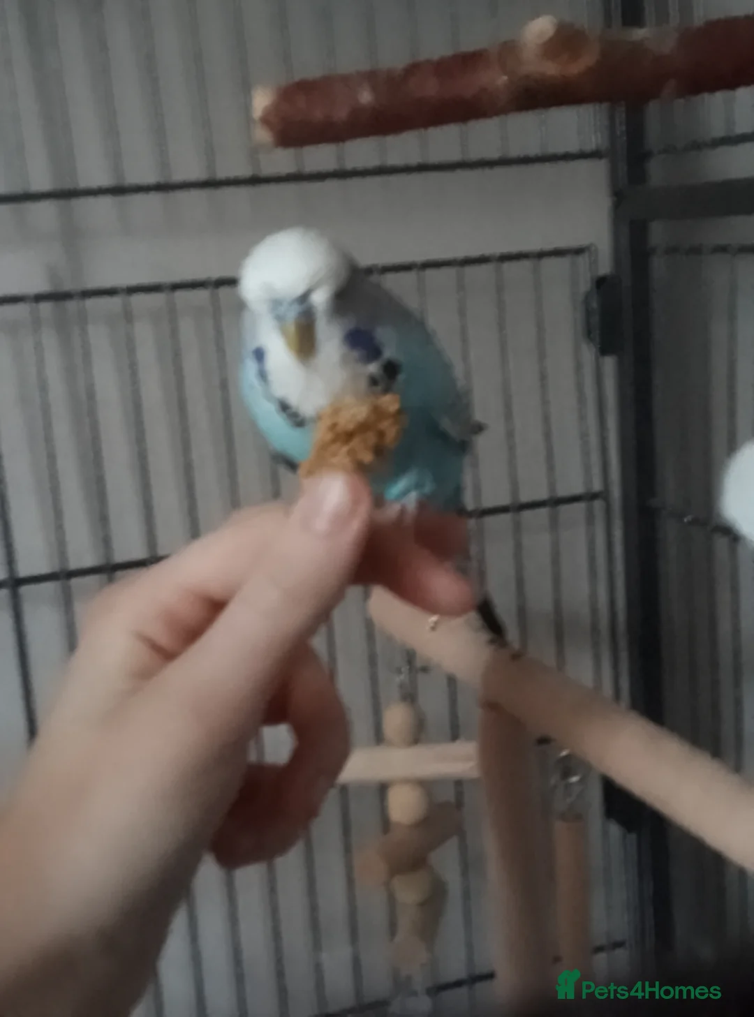 Budgerigars birds for sale: Three Budgies.Need new home,comes with flight cage - Advert 2