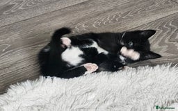 Mixed Breed cats for sale: Beautiful friendly kitties 💖 ready for homes 💕 - Image 37