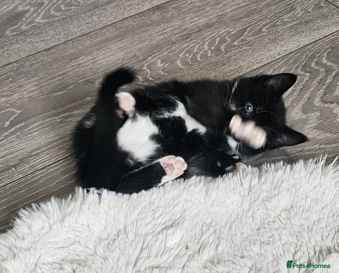 Mixed Breed cats for sale: Beautiful friendly kitties 💖 ready for homes 💕 - Image 37