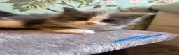 Ragdoll cats for sale: Ragdollxbsh kittens  - Advert 5