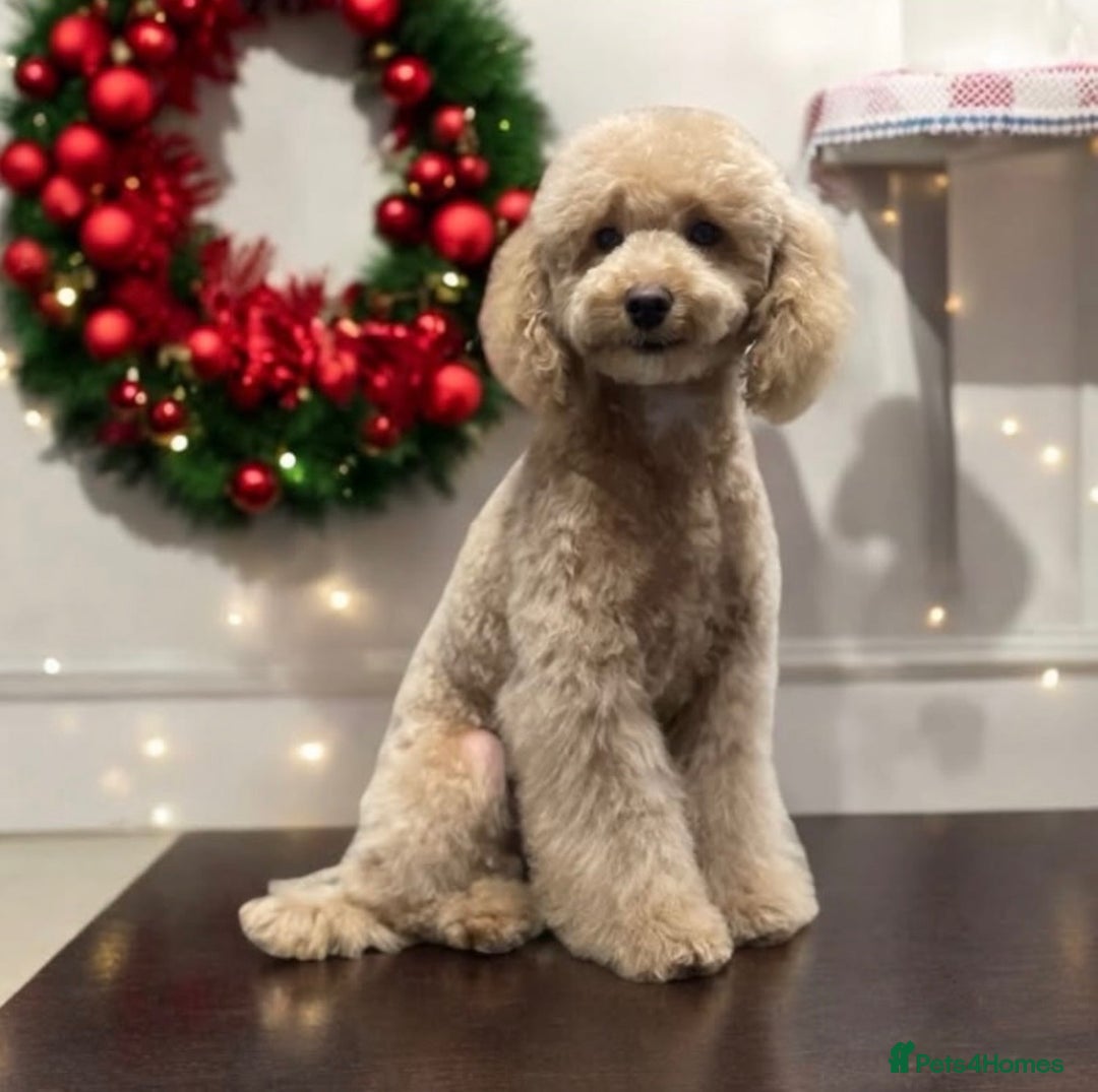 Toy Poodle dogs for sale: Toy Poodle Pups 5 🌟 Council License  - Image 16