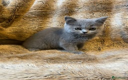 Scottish Fold cats for sale: Scottish fold kittens for sale - Image 4