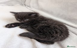 Ragdoll cats for sale: Tabby or black Ragdoll x kittens - Image 34
