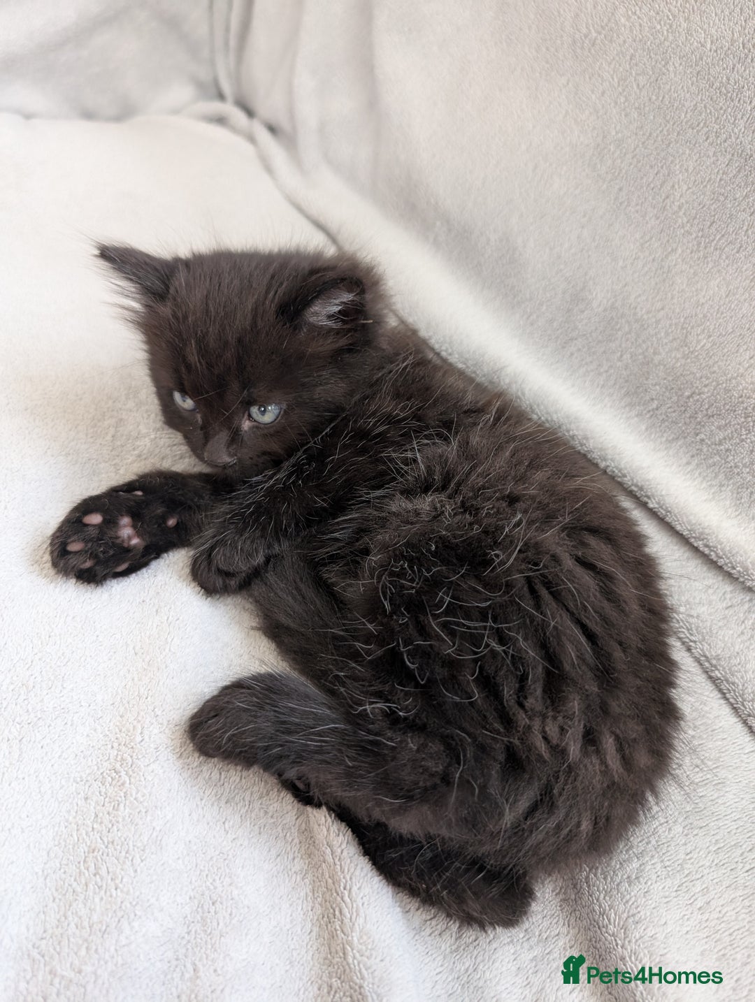 Ragdoll cats for sale: Tabby or black Ragdoll x kittens - Image 34