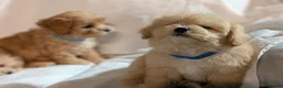 Maltipoo dogs for sale: Lovely Maltipoo Puppies Ready To Leave - Advert 16