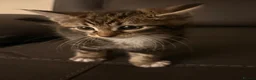 Domestic Shorthair cats for sale: 4 kittens in Telford - Advert 8