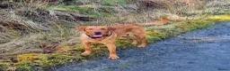 Labrador Retriever dogs for stud: Fully Health Tested Red Fox Lab Stud - Advert 7