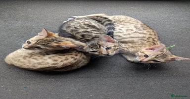 Bengal cats - Advert 1