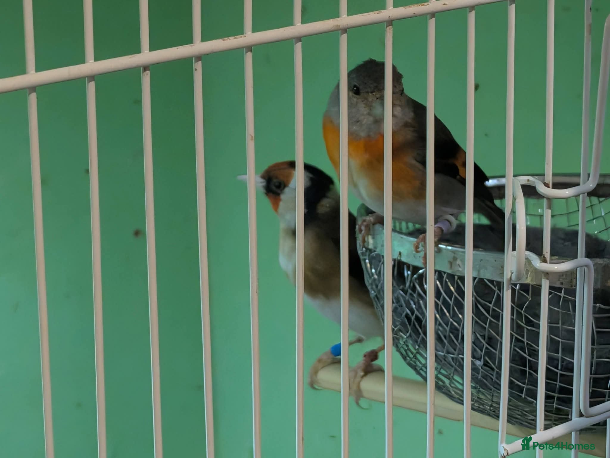 Finches birds Goldfinch cock siskin hen Goldy mule  - Advert 3