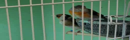 Finches birds for sale: Goldfinch cock siskin hen Goldy mule  in Peterborough - Advert 1