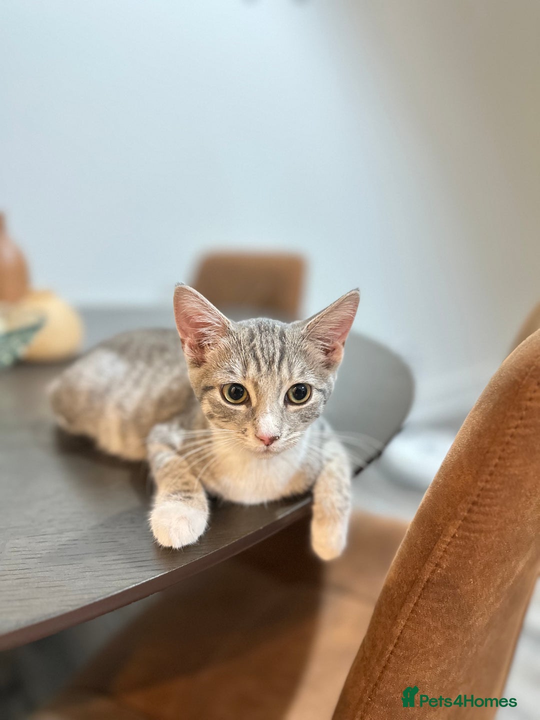 British Shorthair cats for sale: Cute kittens in Leicester - Image 5