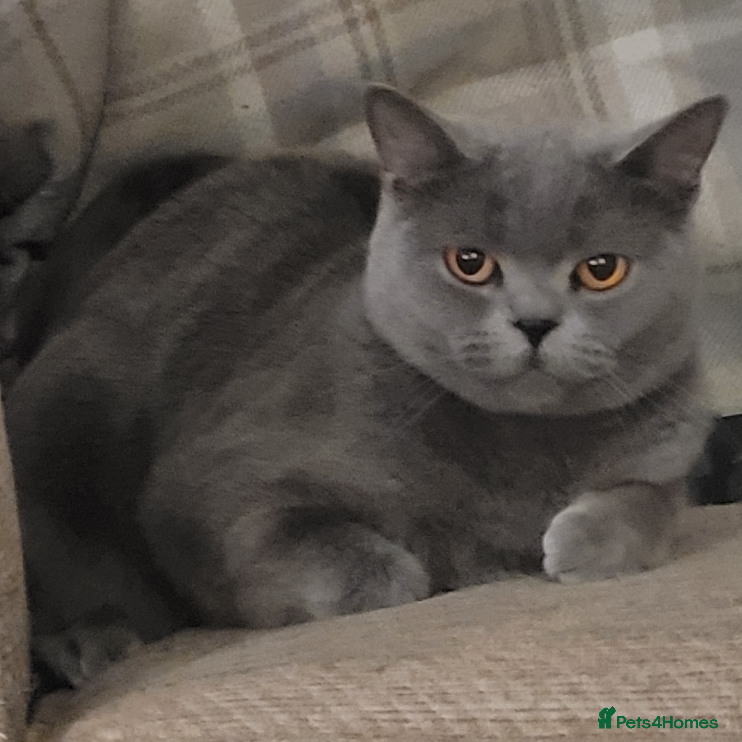 British Shorthair cats Active female BSH cat for sale - Advert 3