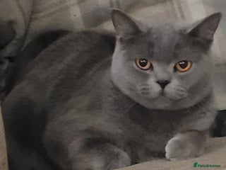 British Shorthair cats Active female BSH cat for sale - Advert 4