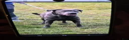 Cane Corso dogs for sale: Cane corso puppies  in Bromsgrove - Advert 1
