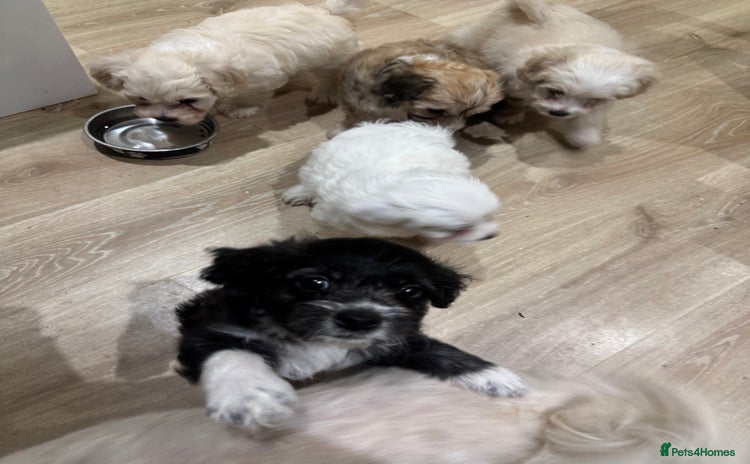 Bichon Frise dogs - Advert 4