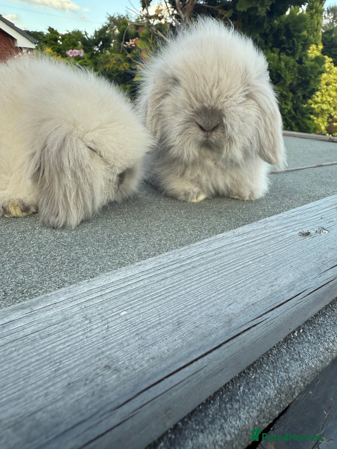 Mini Lion Lop rabbits for sale: Mini lionlops - Image 2