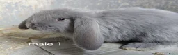 French Lop rabbits for sale: Vaccinated french lops to reserve  - Advert 3