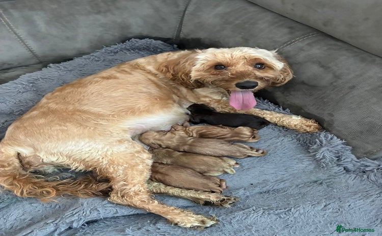 Cockapoo dogs - Advert 4