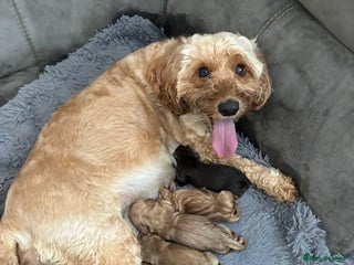 Cockapoo dogs - Advert 2