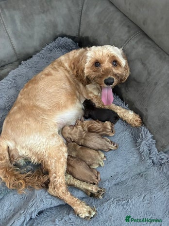 Cockapoo dogs - Advert 4