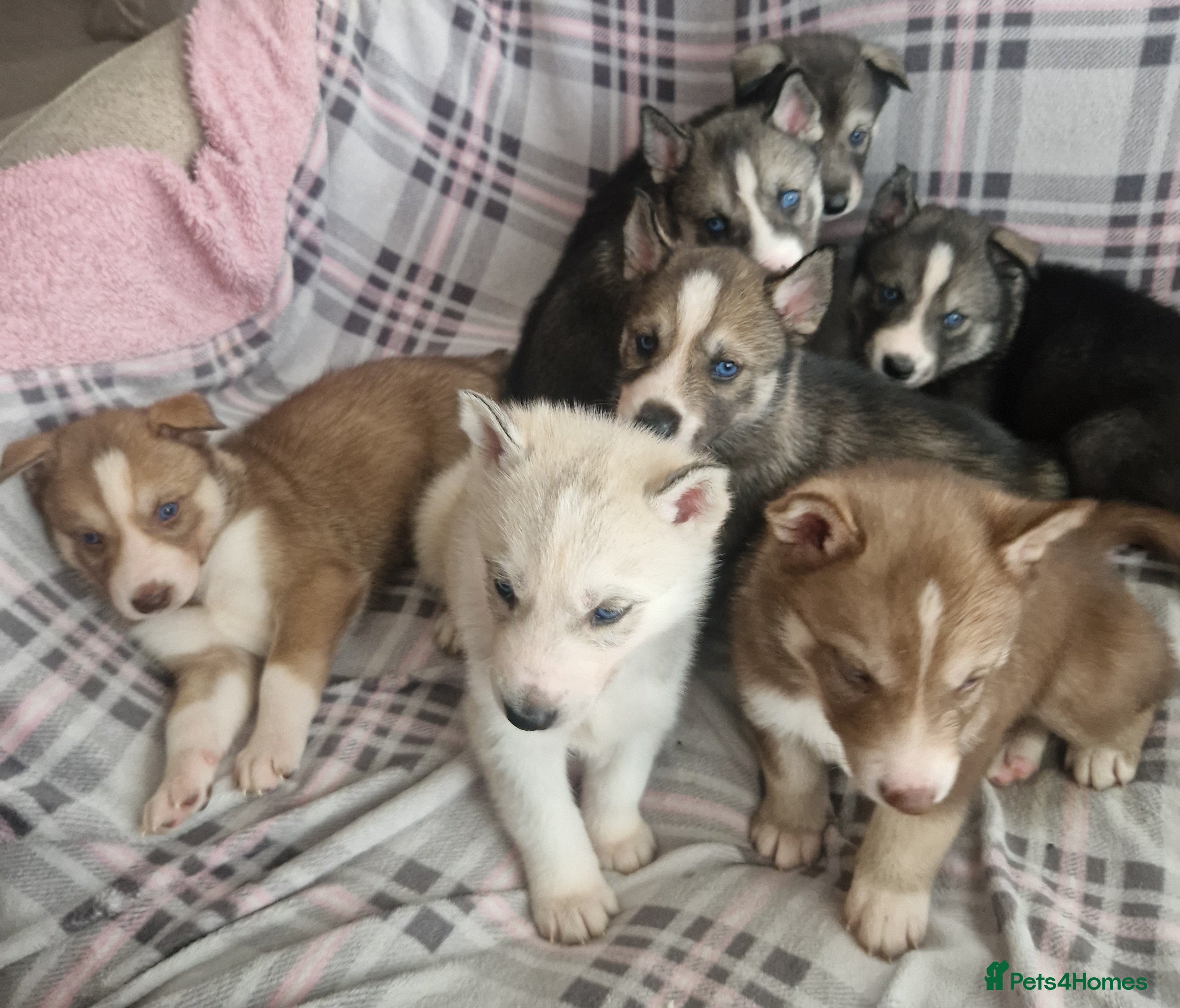 Siberian Husky dogs  Beautiful full breed siberian husky Pups ❤️ - Advert 3