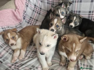 Siberian Husky dogs Beautiful full breed siberian husky Pups ❤️ - Advert 3