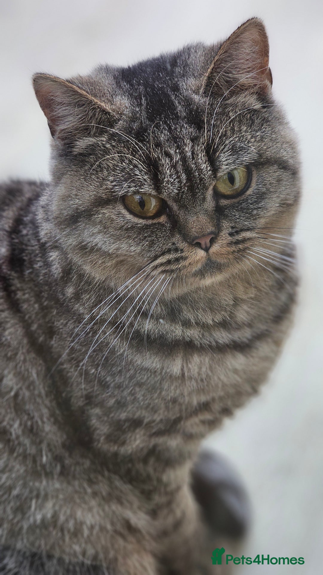 British Shorthair cats for sale: Beautiful Pure British Shorthair Golden Tabby Cat - Advert 2