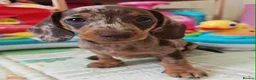 Miniature Dachshund dogs for sale: Miniature Dachshund Puppies – 1 Boy & 2 Girls  in Blackpool - Advert 2