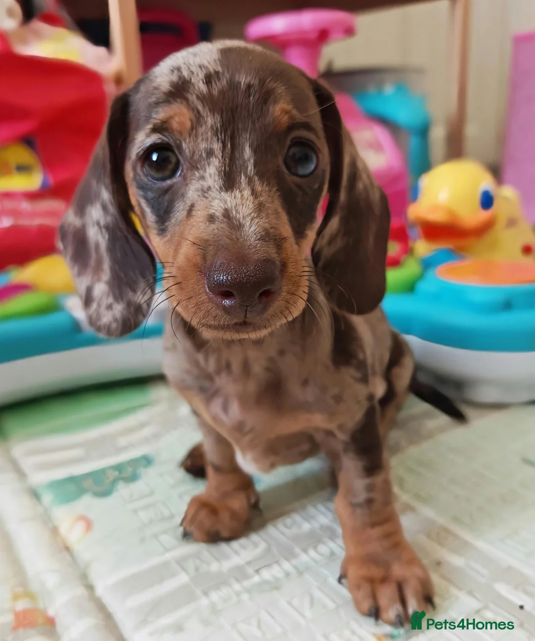 Miniature Dachshund dogs for sale: Miniature Dachshund Puppies – 1 Boy & 2 Girls  in Blackpool - Advert 2