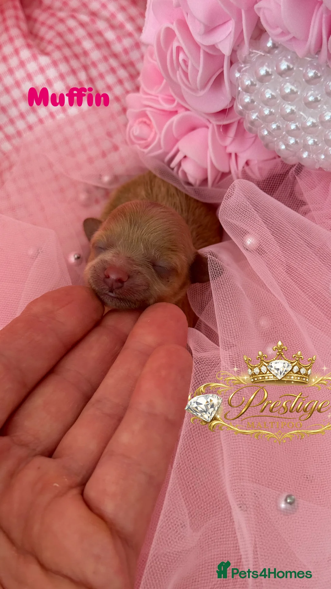 Maltipoo dogs for sale: 💎 Prestige Luxury Maltipoo Puppies 💎 - Advert 2