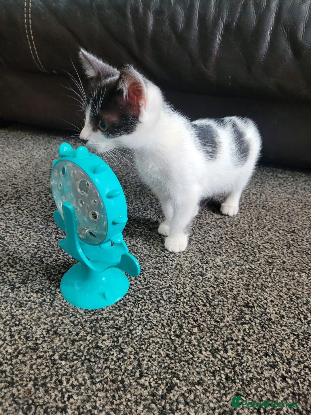 British Shorthair cats for sale: Here I have 4 beautiful kittens  - Image 5