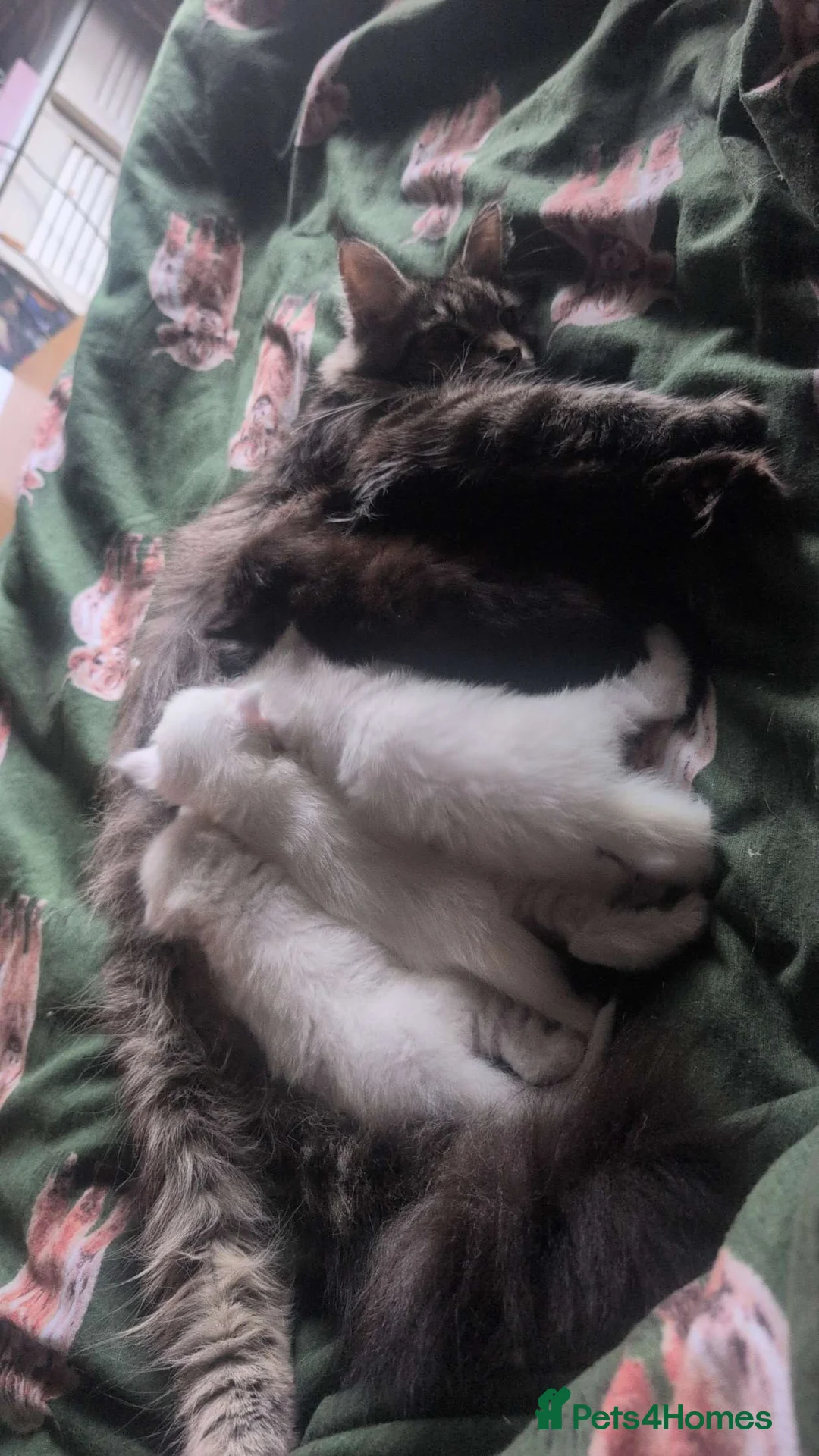 Maine Coon cats for sale: Polydactyl Maine coon babies  - Advert 6