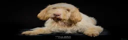 Italian Spinone dogs for sale: Beautiful Italian Spinone Puppies - Advert 3