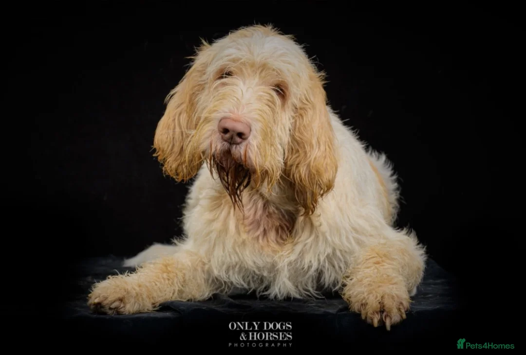 Italian Spinone dogs for sale: Beautiful Italian Spinone Puppies - Advert 3