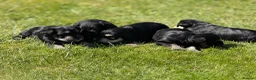 Miniature Schnauzer dogs for sale: All black mini schnauzer  - Advert 16