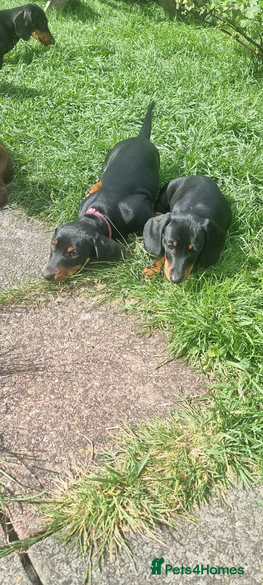 Dachshund dogs for sale: Standard dachshund  - Advert 12