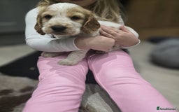 Cocker Spaniel dogs for sale: Show Cocker Spaniel  - Image 9