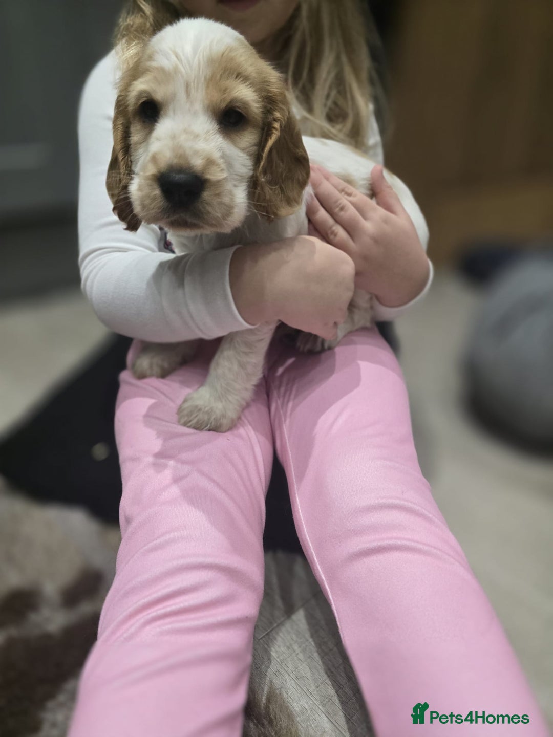 Cocker Spaniel dogs for sale: Show Cocker Spaniel  - Image 9