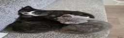 Mixed Breed cats for sale: 5 kitten's Ready now - Advert 3